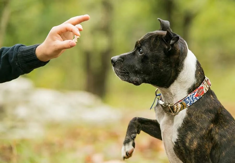 Balance in Dog Training